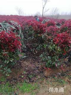 冠幅80120厘米红叶石楠球