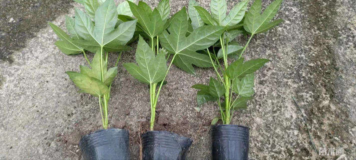 高度30厘米八角金盘小苗