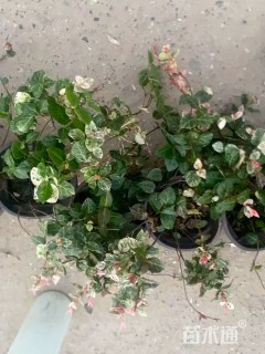 55厘米花叶络石