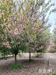 12公分垂丝海棠