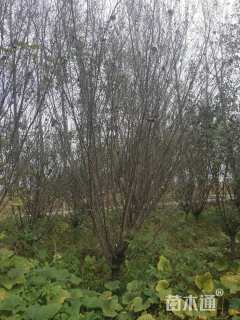 12公分骨里红梅