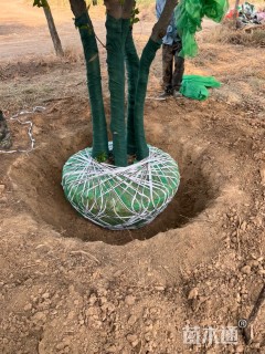 30公分(5杆)丛生朴树