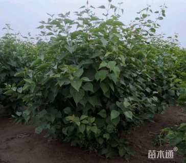 高度60厘米丁香