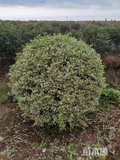 冠幅100厘米银姬小蜡球