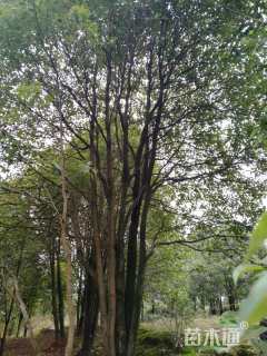 80公分香樟