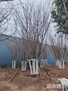 高度750厘米丛生元宝枫