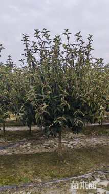 高度220厘米木绣球