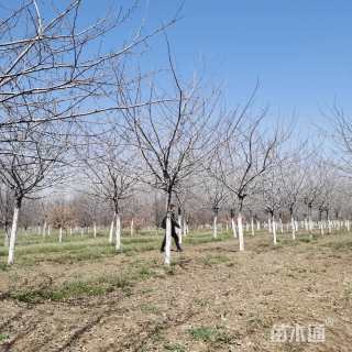 12公分白兰地海棠