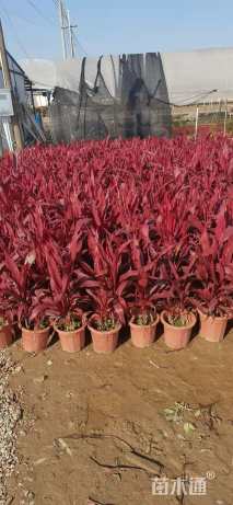 裸干高1厘米澳洲铁树