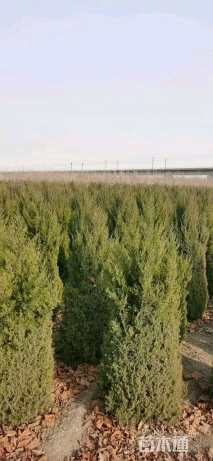 高度250厘米塔柏