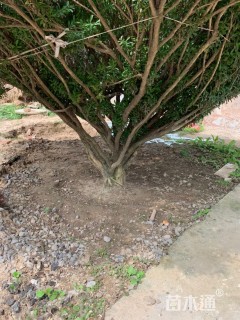 高度260厘米雀舌黄杨