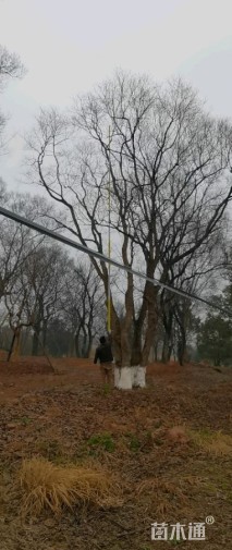 95公分丛生乌桕