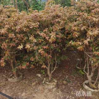 高度150厘米嘉宝果