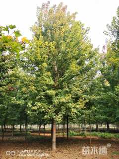 16公分美国红枫