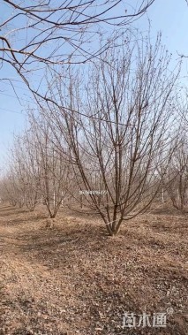 高度600厘米丛生五角枫