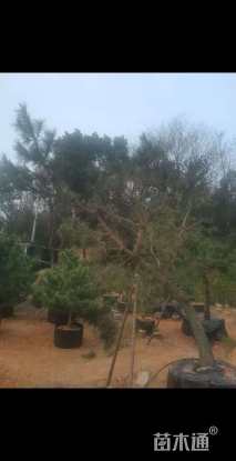 高度600厘米黑松