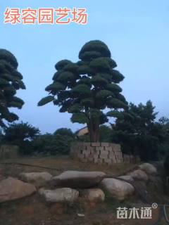 移栽苗造型罗汉松