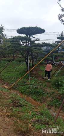 30公分造型油松