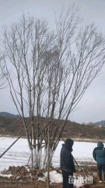 高度800厘米丛生五角枫