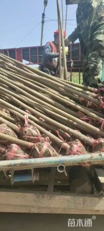 3公分北美落羽杉