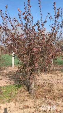 15公分垂丝海棠