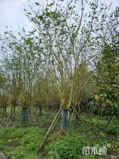 高度500厘米丛生紫薇