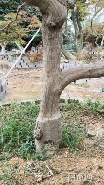 高度350厘米羽毛枫