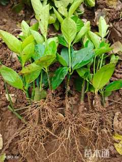 高度10厘米大叶黄杨小苗