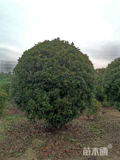 冠幅250厘米红叶石楠球