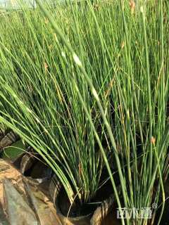 高度30厘米花叶水葱