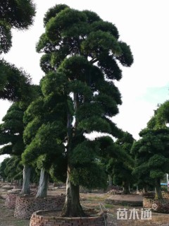 40公分造型日本罗汉松