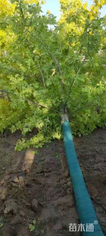 18公分金叶复叶槭