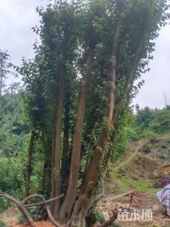 30公分造型三角枫