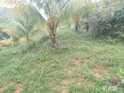 裸干高1000厘米椰子树