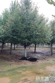 10公分欧洲小叶椴