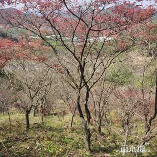 19公分日本红枫