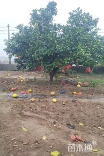 15公分(4杆)丛生香泡