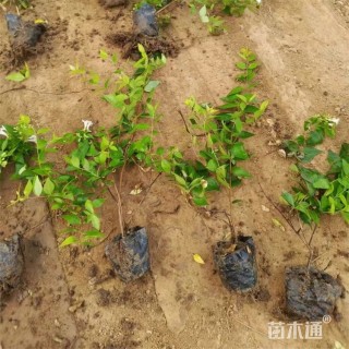 高度30厘米大花六道木小苗