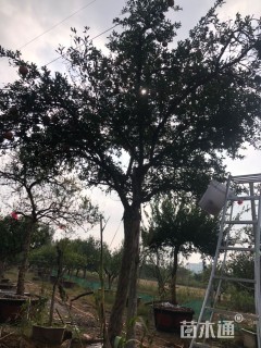 高度400厘米石榴