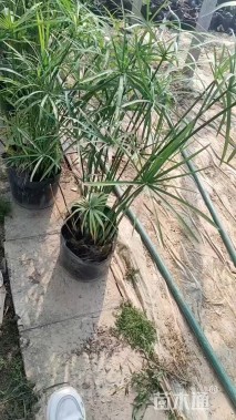 高度40厘米旱伞草