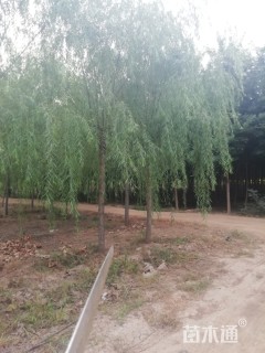 14公分青皮垂柳