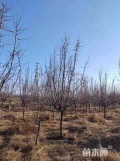 10公分垂丝海棠