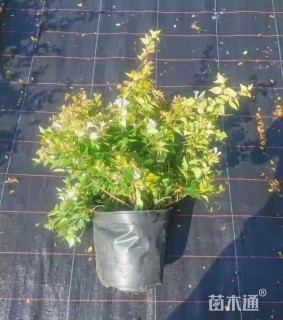 高度30厘米大花六道木