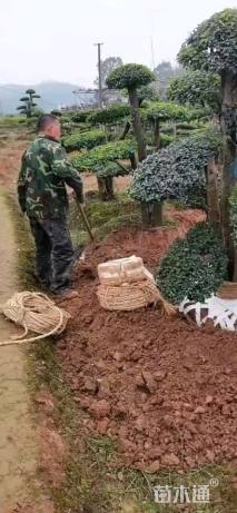 高度140厘米小叶女贞