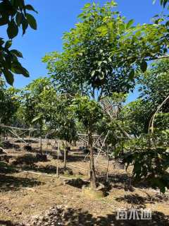 12公分红花风铃木