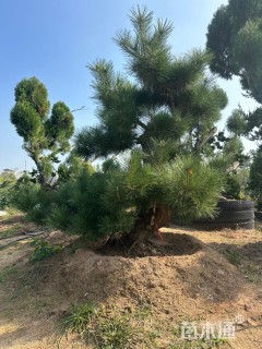 高度200厘米黑松