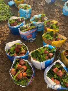 高度10厘米姬言垂草