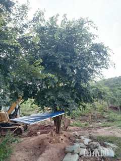 30公分丛生朴树