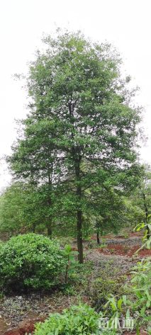 15公分美国水栎