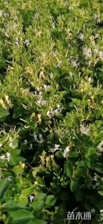 高度60厘米四季金银花